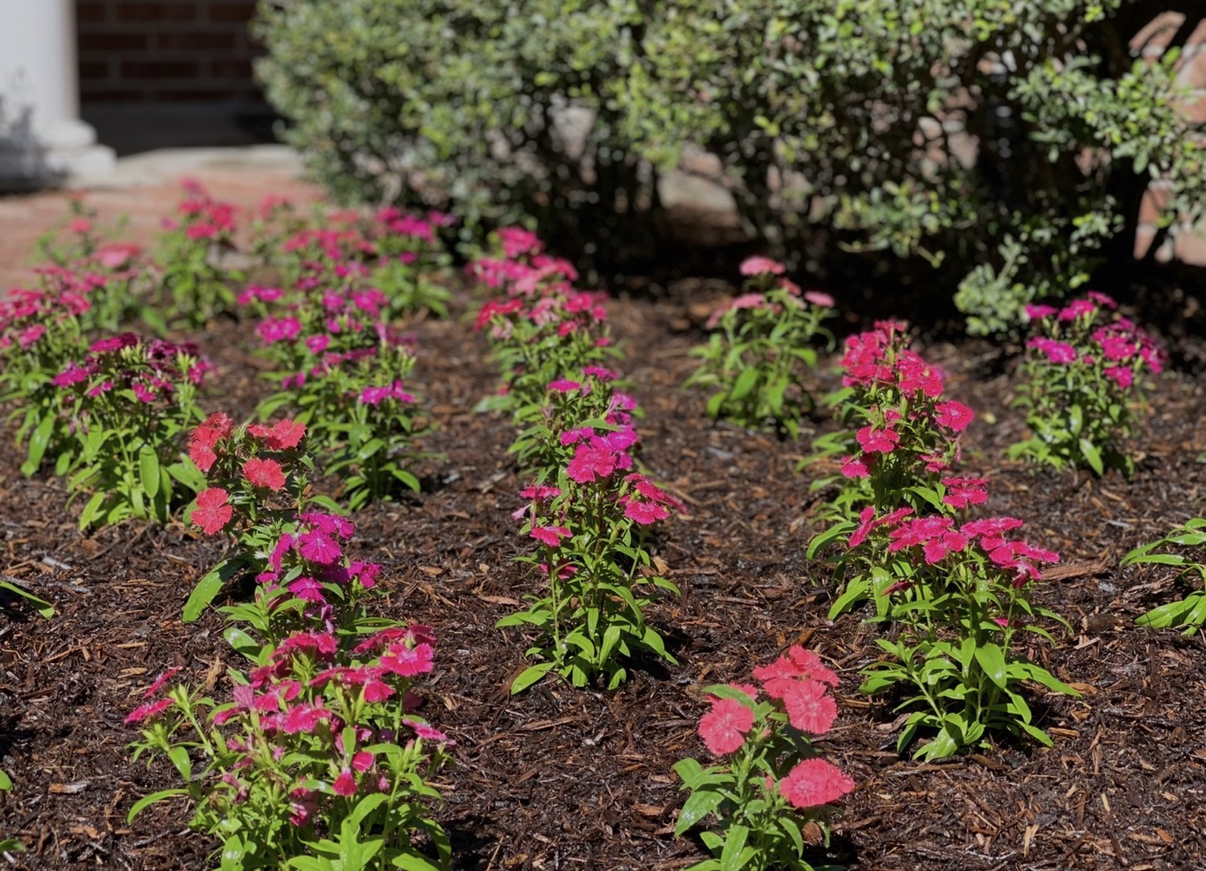 Rows of seasonal color in a mulched Houston bed