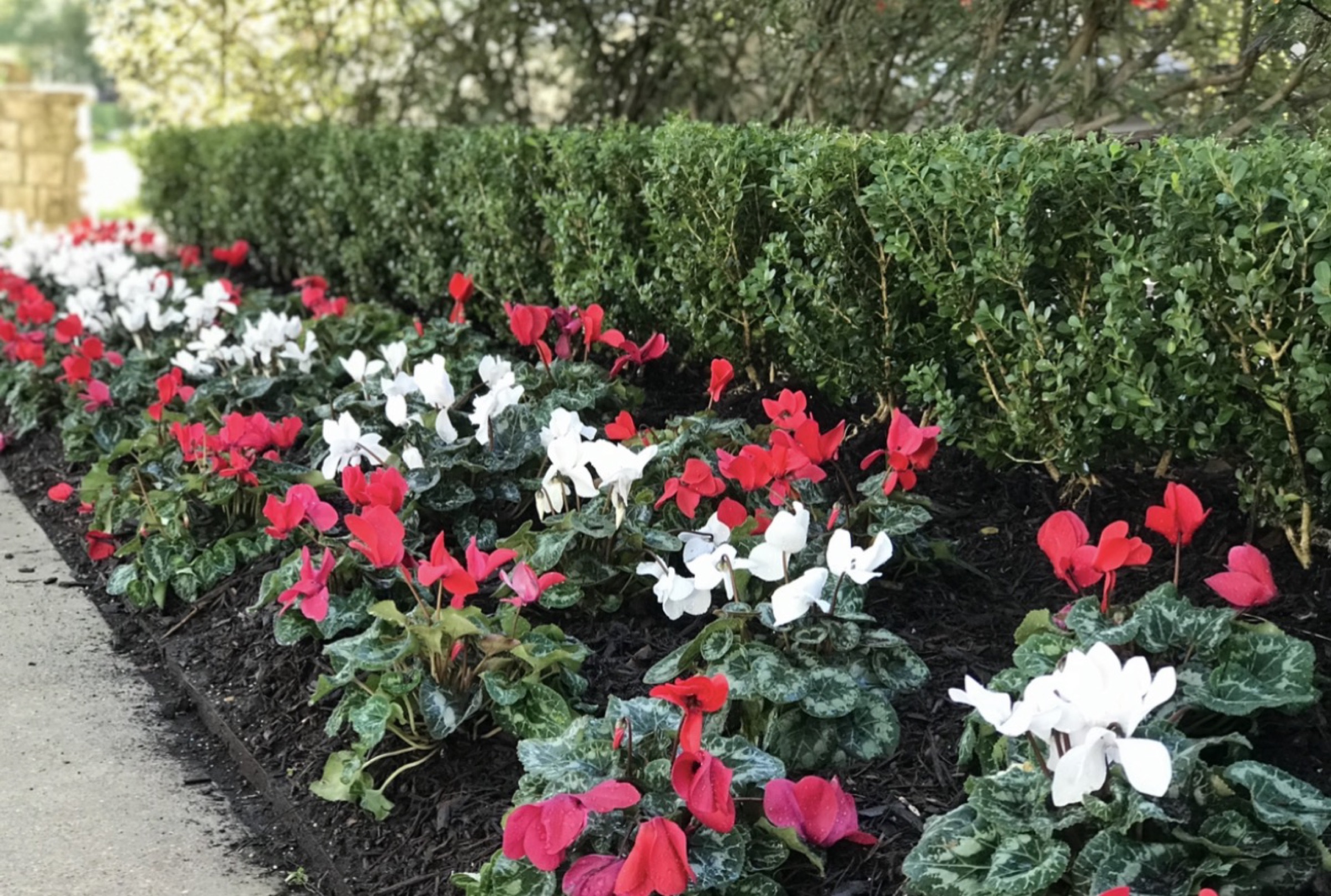 Annual planting on a Houston property