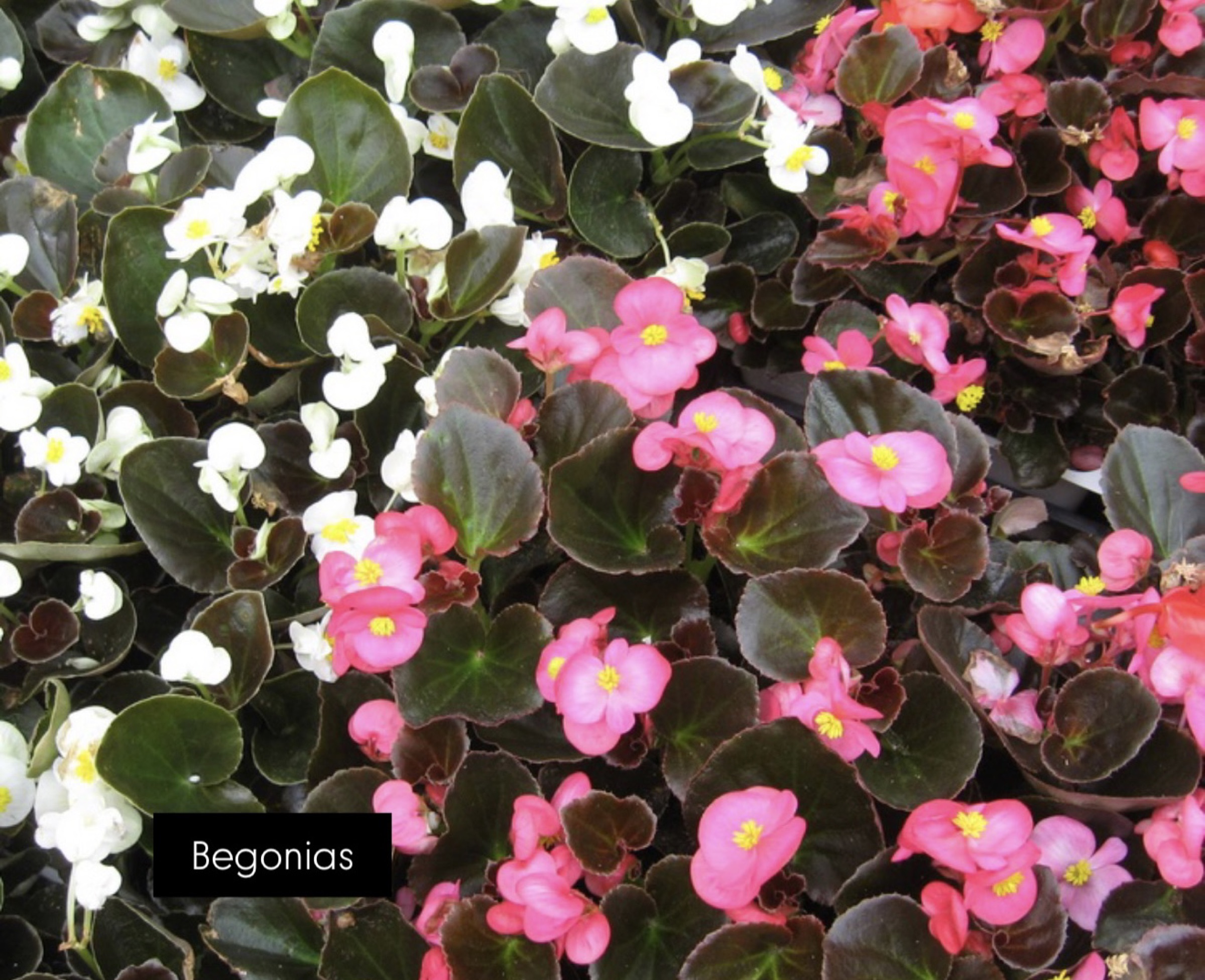 Annual planting by Danny's Landscaping