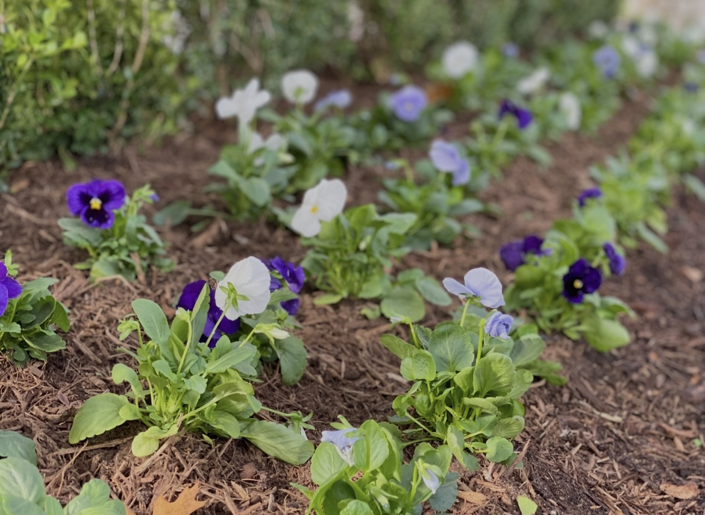 Annual planting by Danny's Landscaping