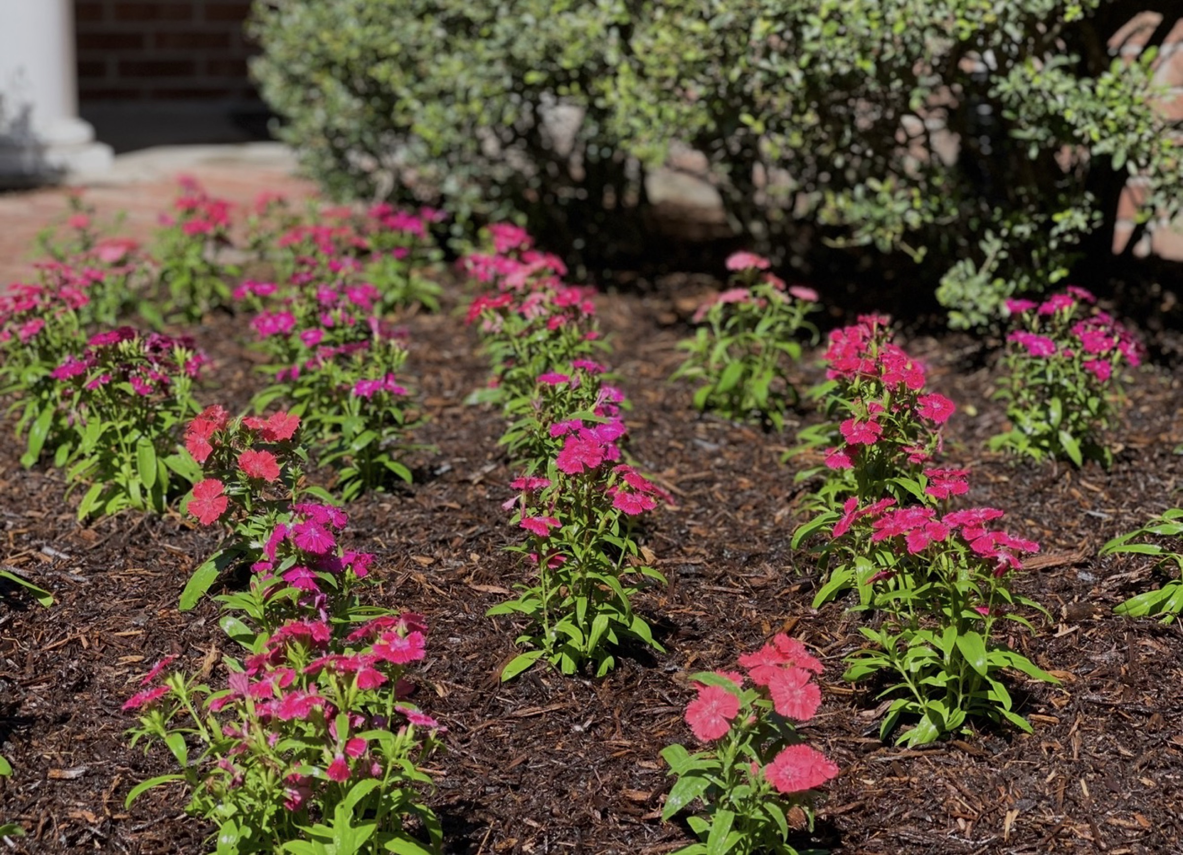 Annual planting by Danny's Landscaping