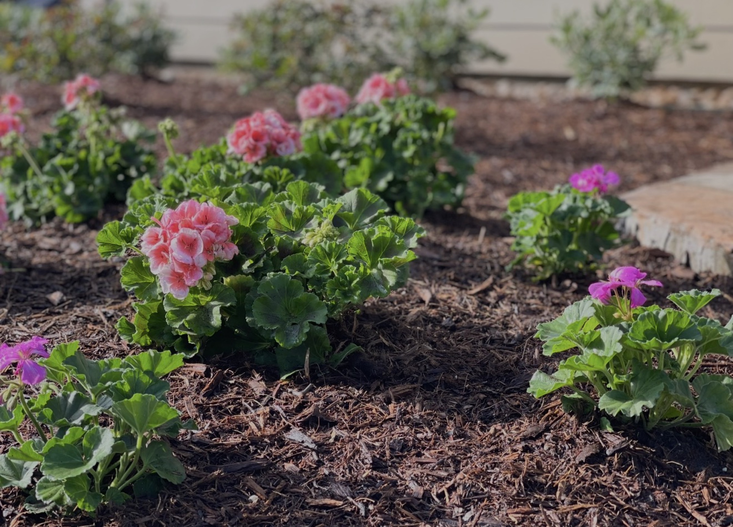 Annual planting by Danny's Landscaping