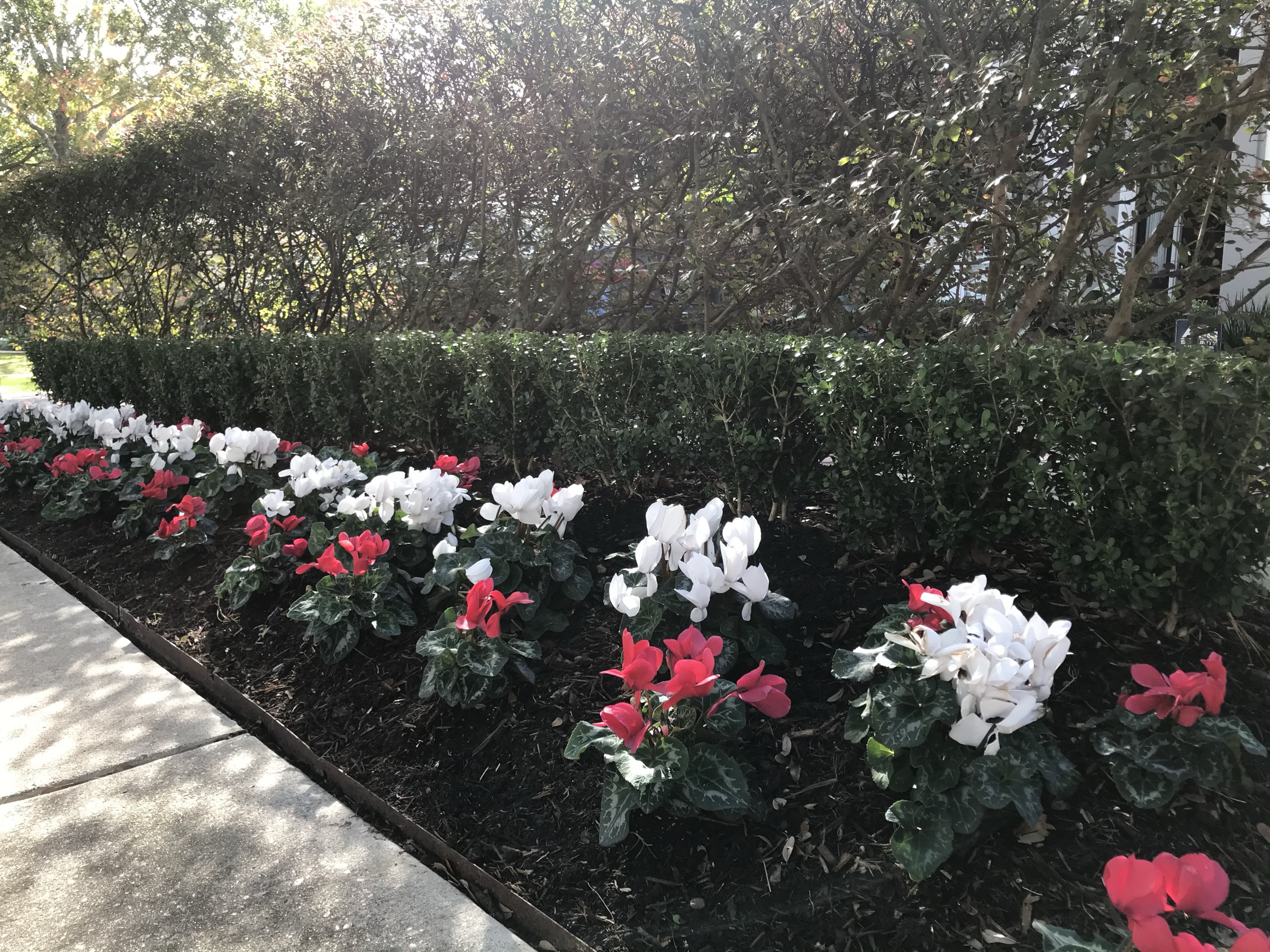 Annual planting by Danny's Landscaping