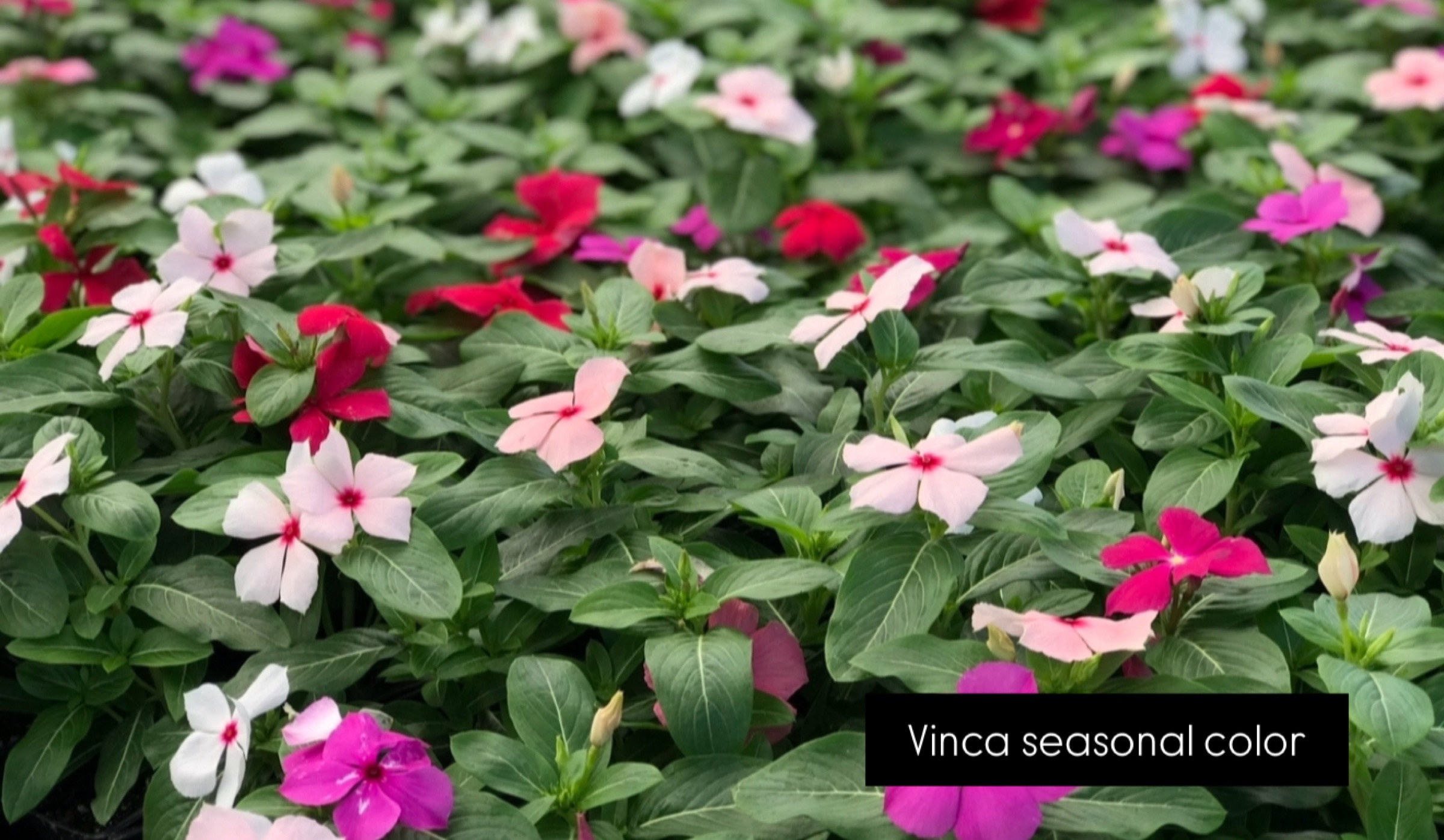 Annual planting by Danny's Landscaping