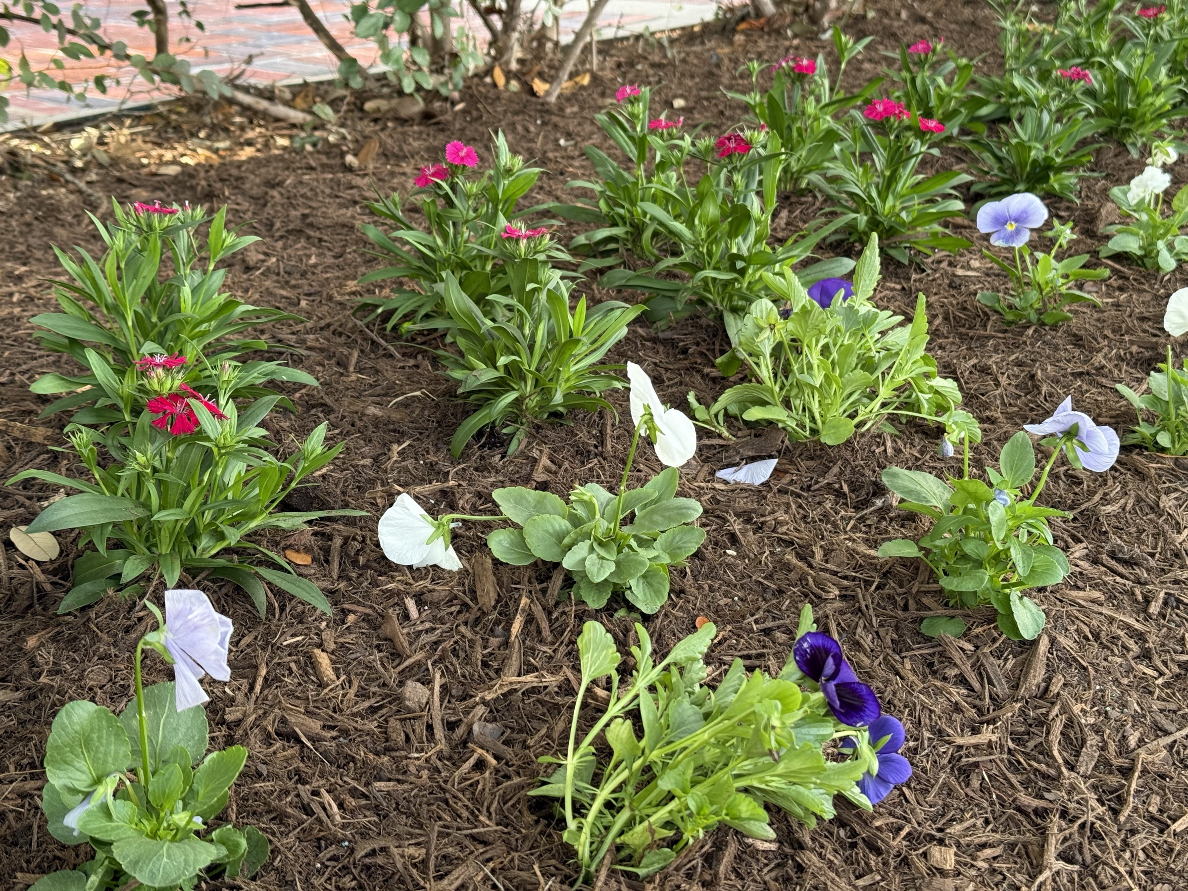 Annual planting by Danny's Landscaping