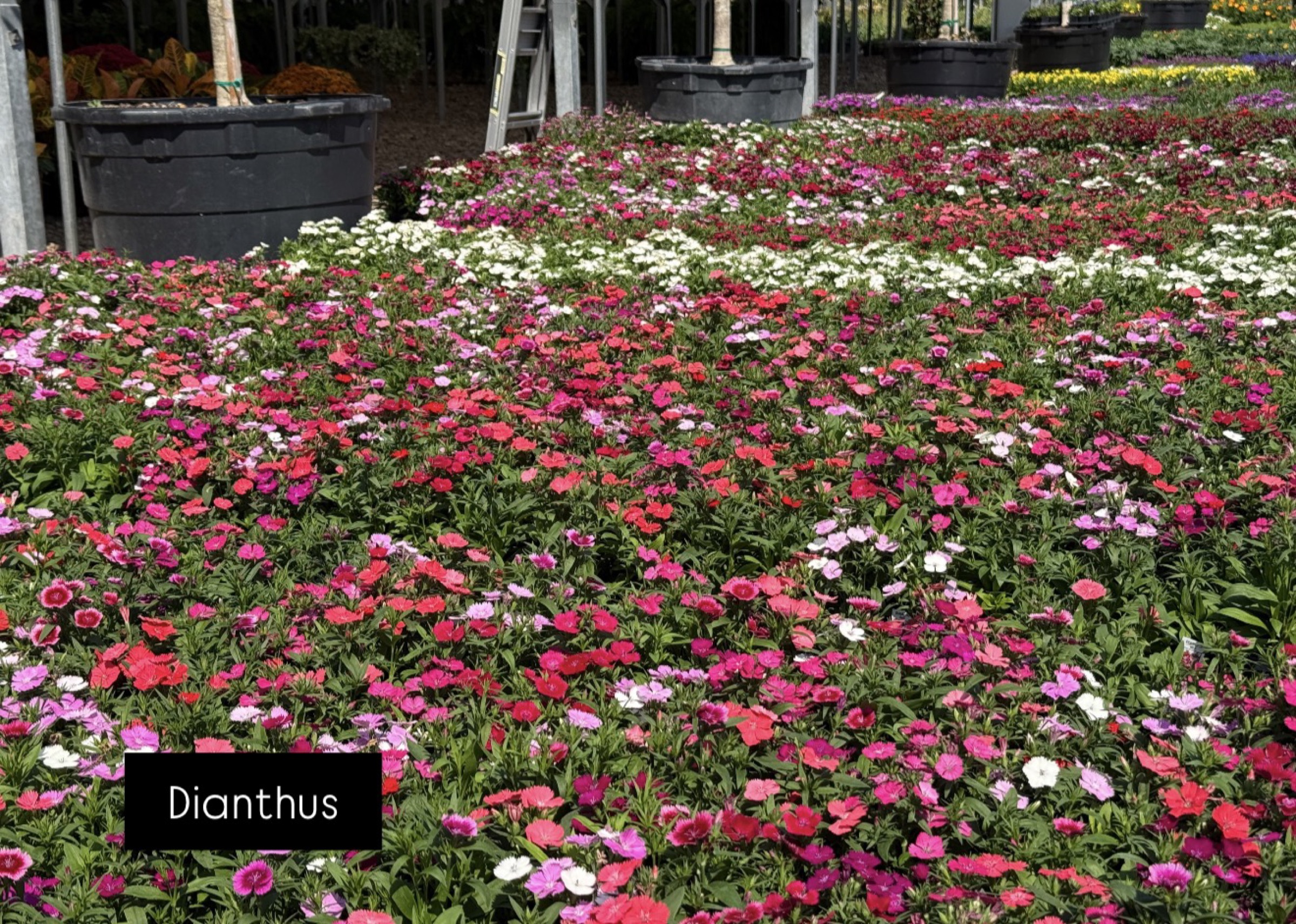 Annual planting by Danny's Landscaping
