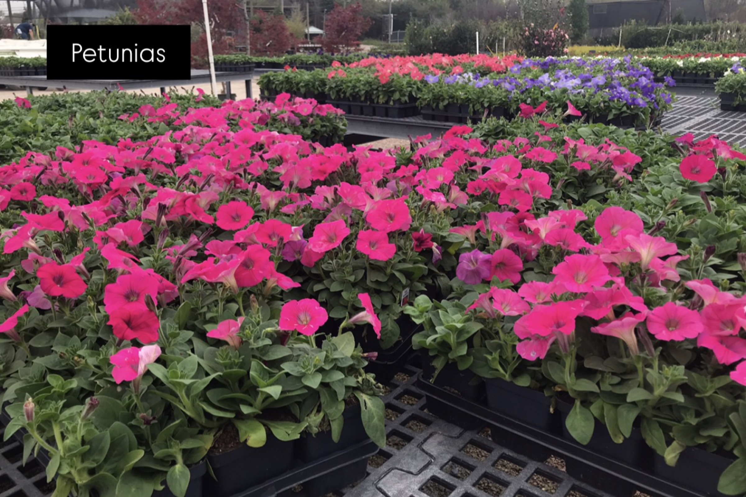 Annual planting by Danny's Landscaping