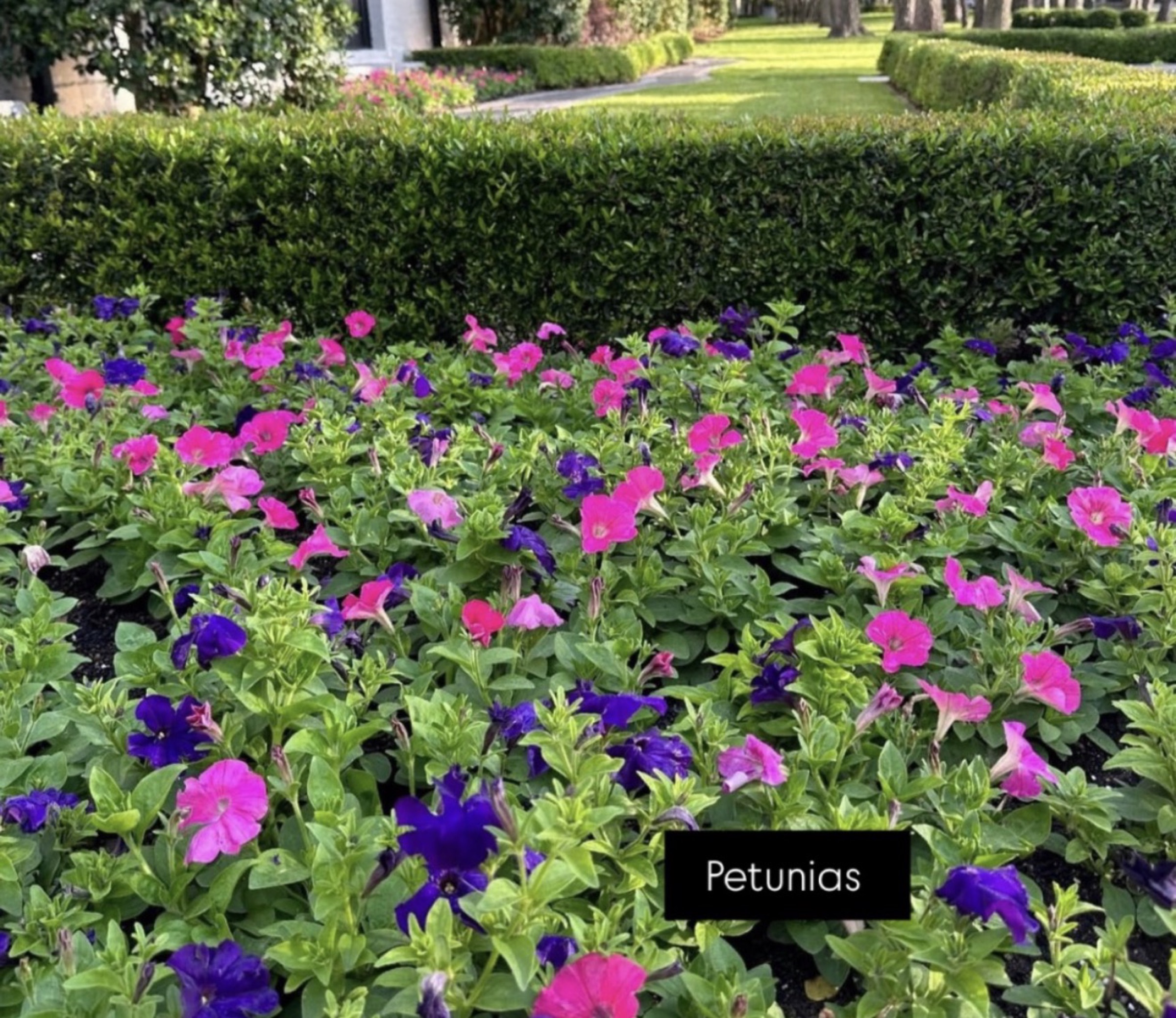 Annual planting by Danny's Landscaping