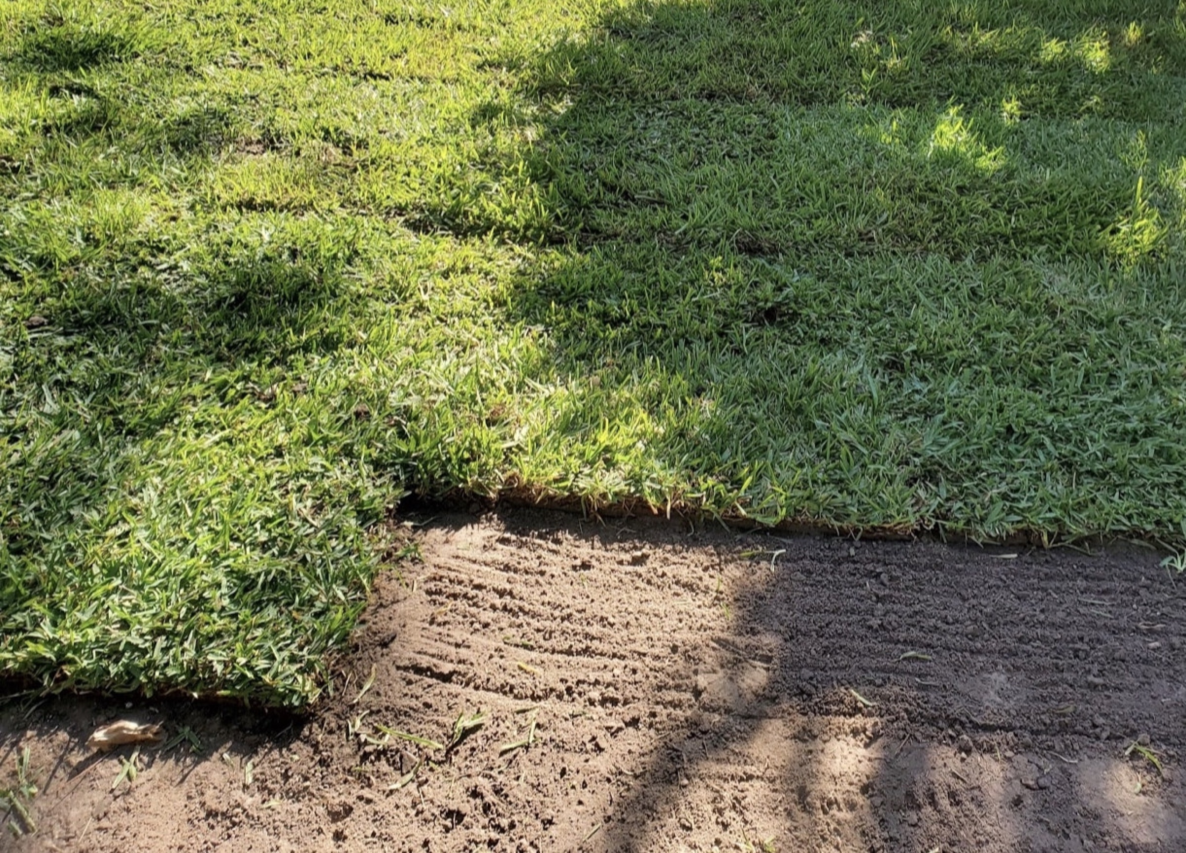 Fresh sod edge against prepared grade
