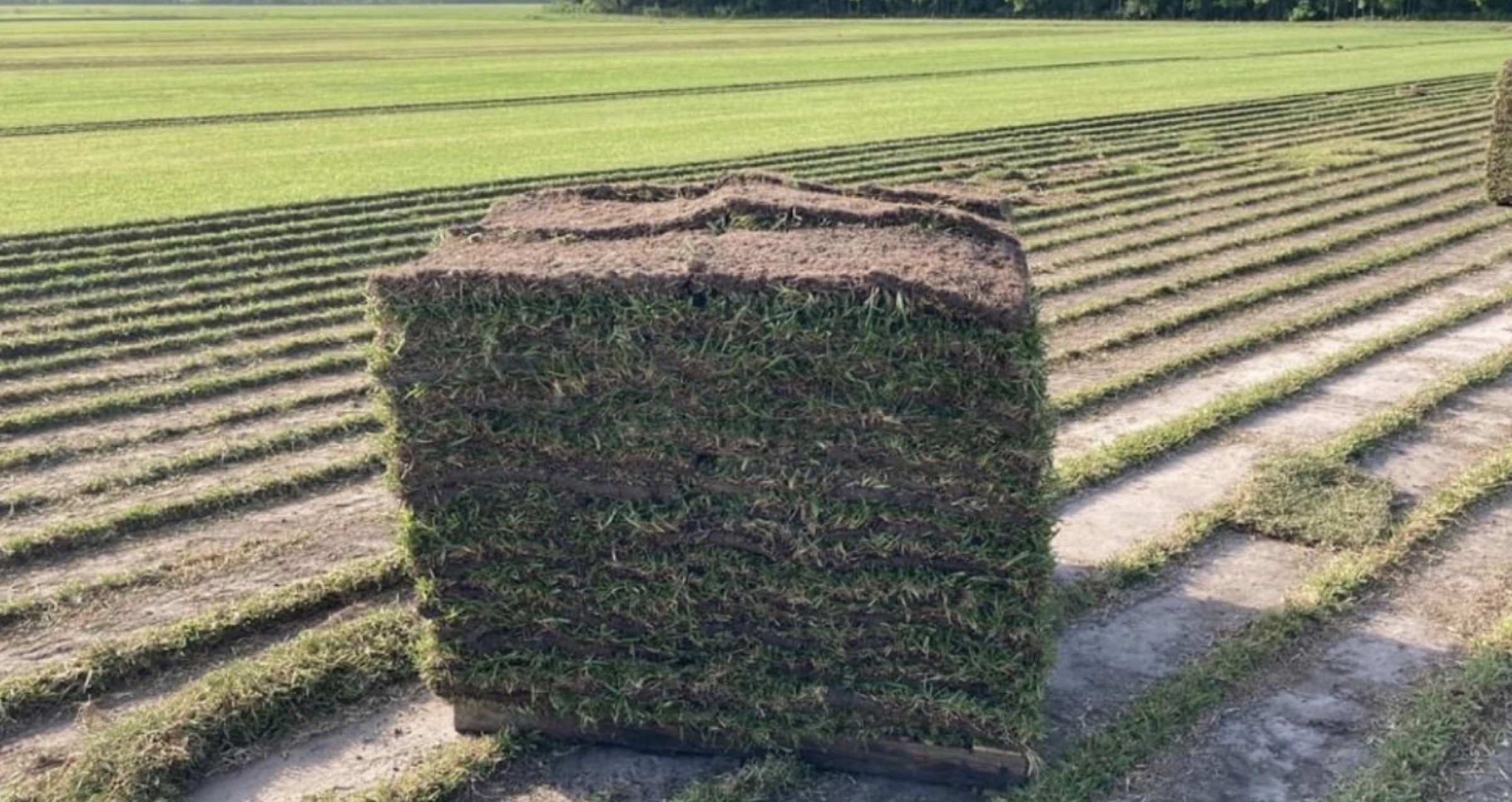 Pallet of fresh sod at the farm