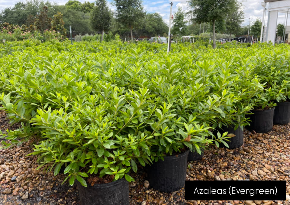 Landscaping in Houston by Danny's Landscaping