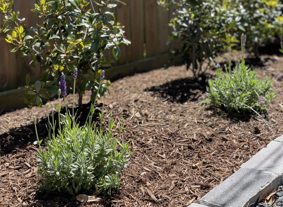 Landscaping in Houston by Danny's Landscaping
