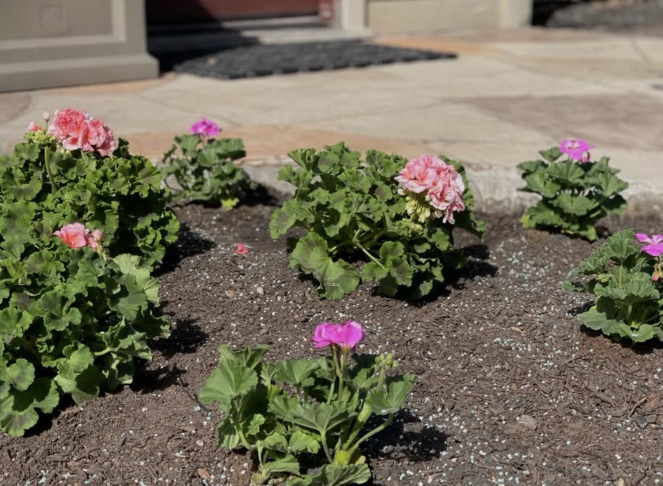 Landscaping in Houston by Danny's Landscaping