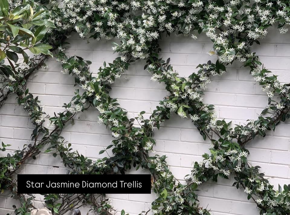 Landscaping in Houston by Danny's Landscaping