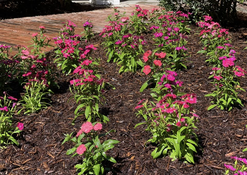 Landscaping in Houston by Danny's Landscaping