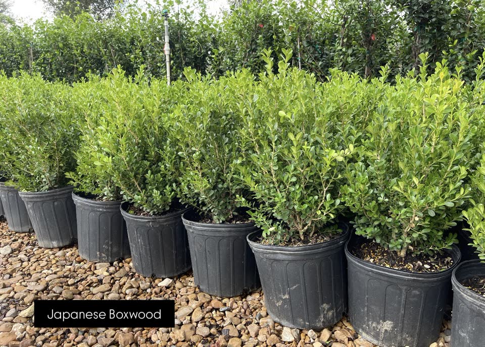 Landscaping in Houston by Danny's Landscaping