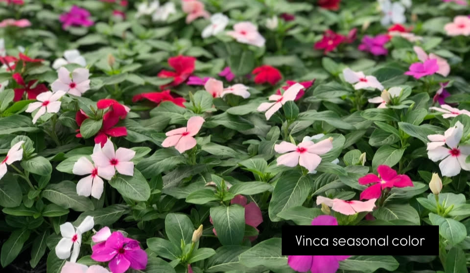 Landscaping in Houston by Danny's Landscaping