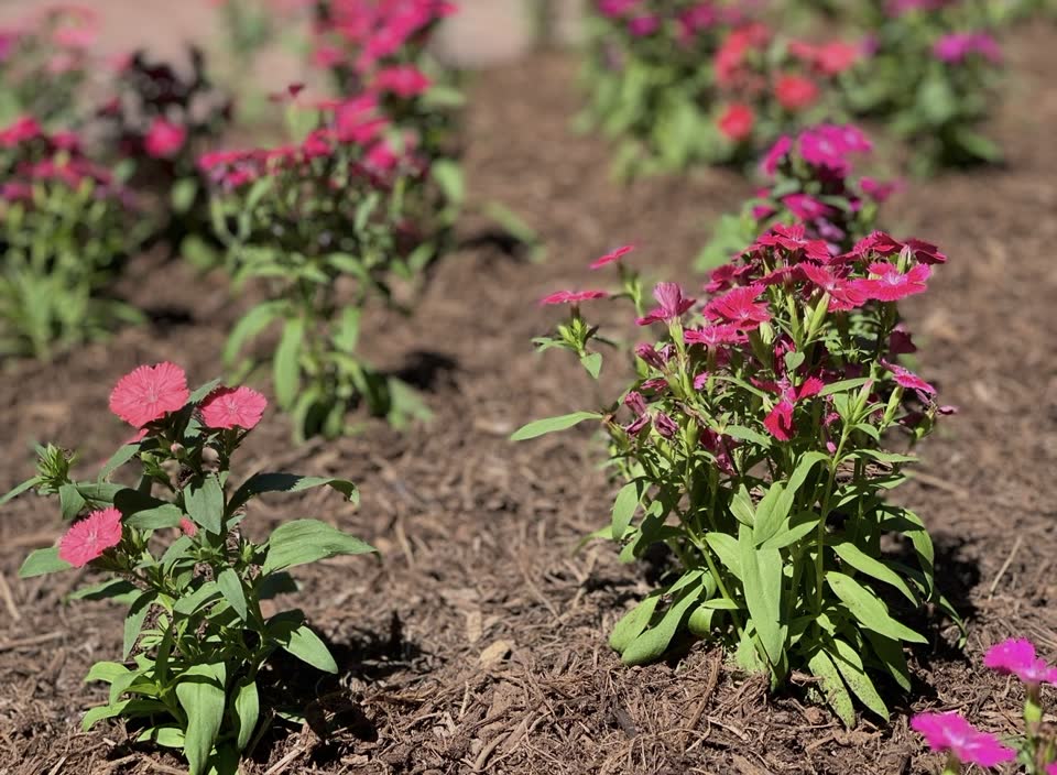 Landscaping in Houston by Danny's Landscaping