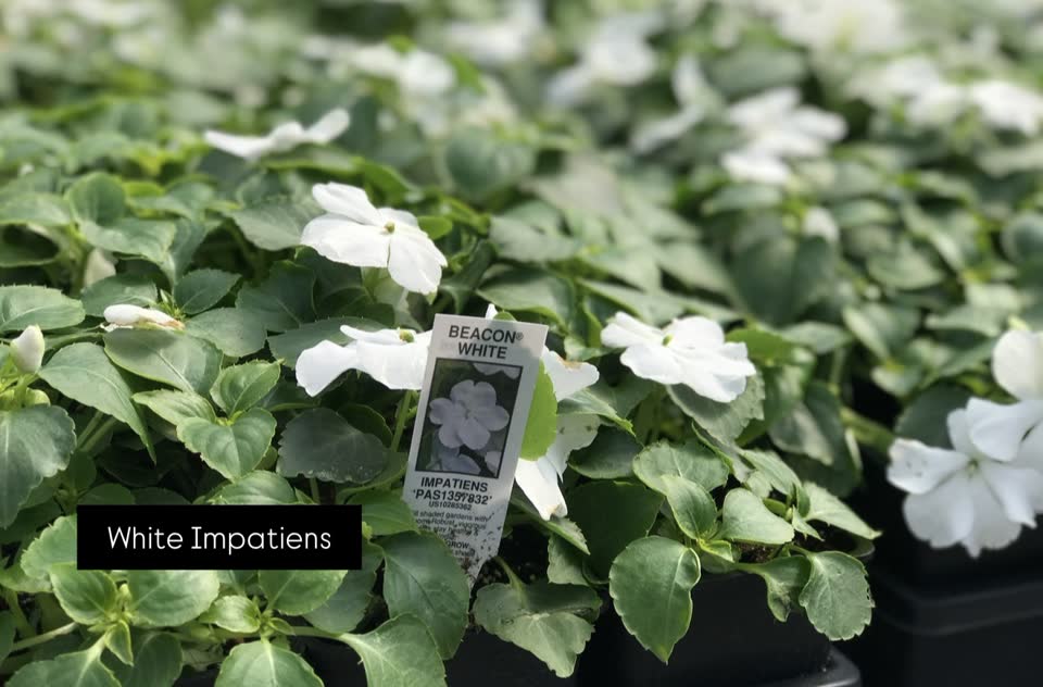 Landscaping in Houston by Danny's Landscaping