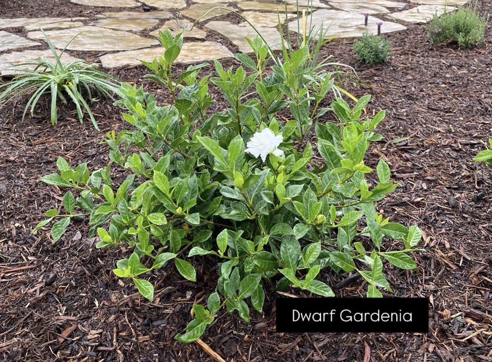 Landscaping in Houston by Danny's Landscaping