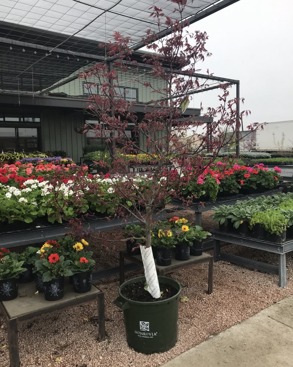 Landscaping in Houston by Danny's Landscaping