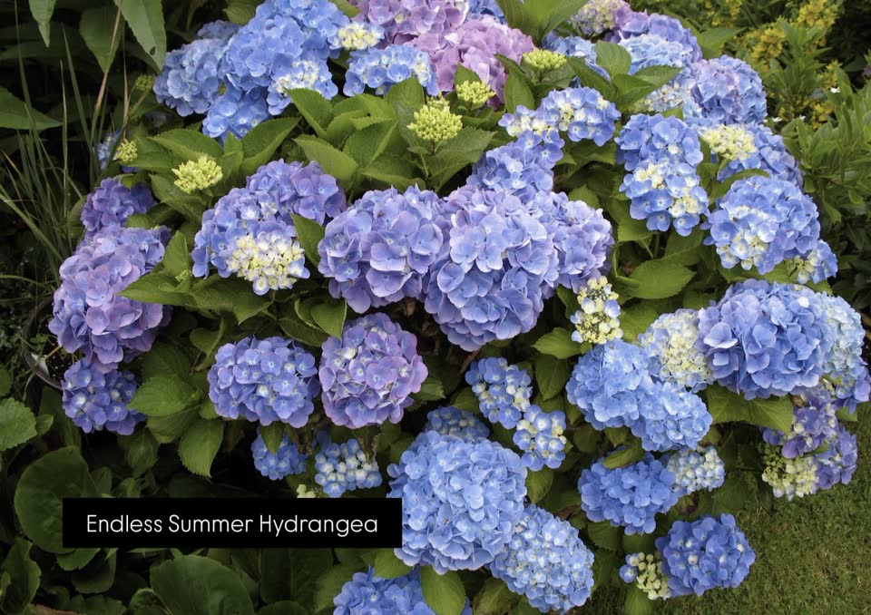 Landscaping in Houston by Danny's Landscaping