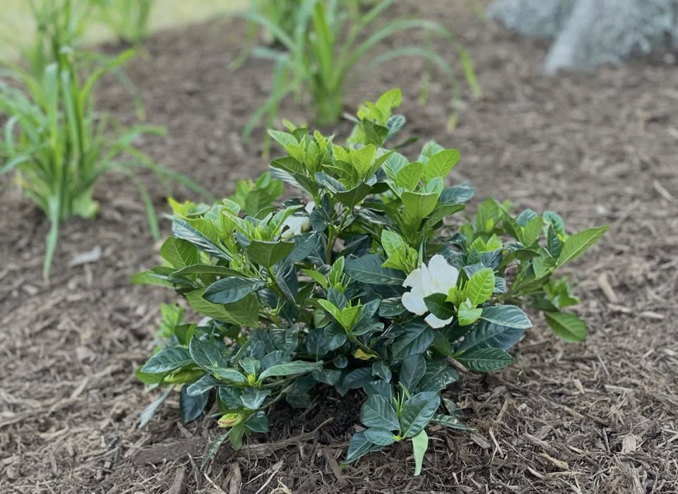 Landscaping in Houston by Danny's Landscaping