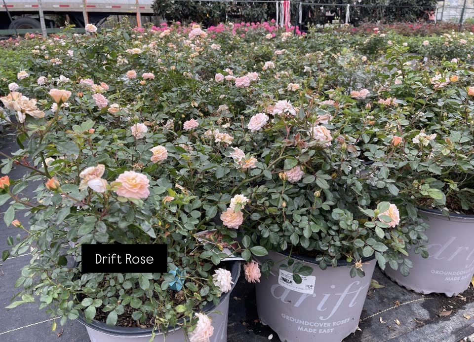 Landscaping in Houston by Danny's Landscaping