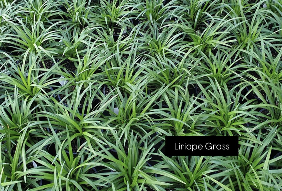 Landscaping in Houston by Danny's Landscaping