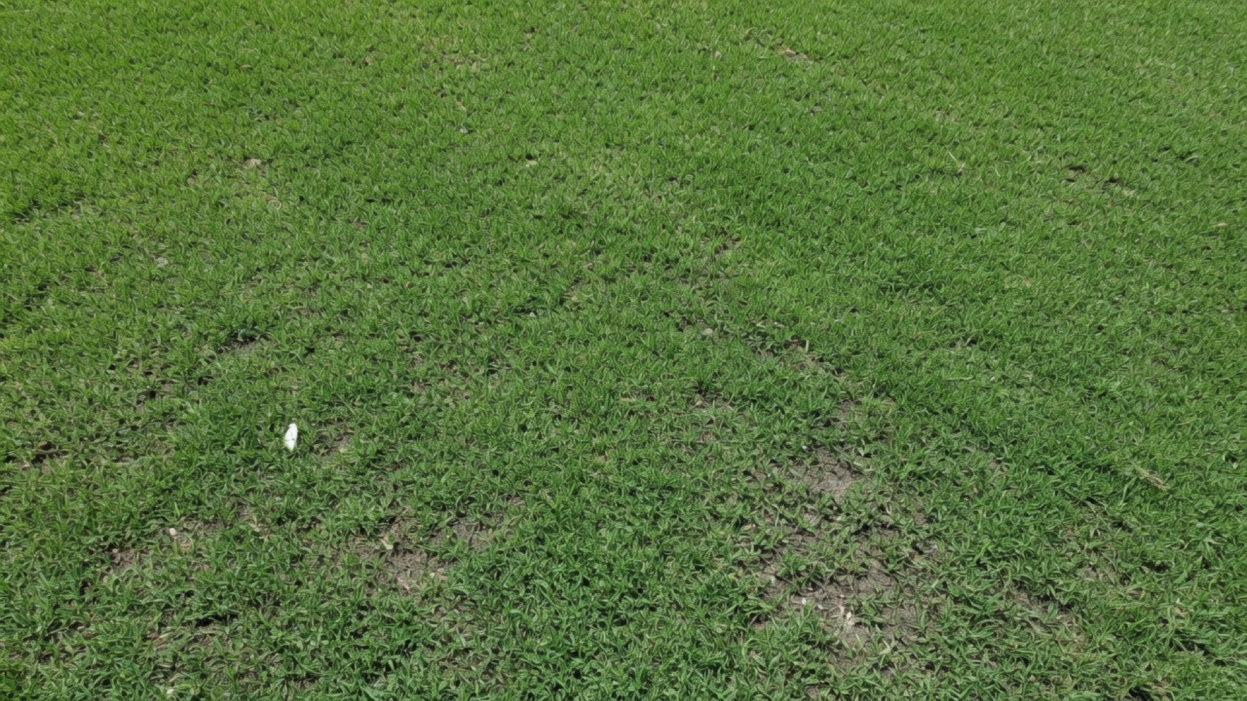 Typical look of Bermuda sod used in Houston