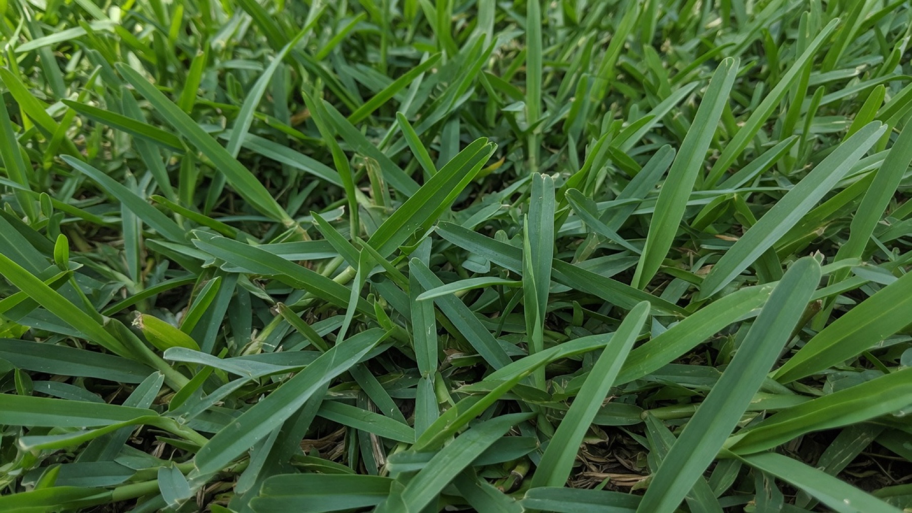 Typical look of St. Augustine sod used in Houston