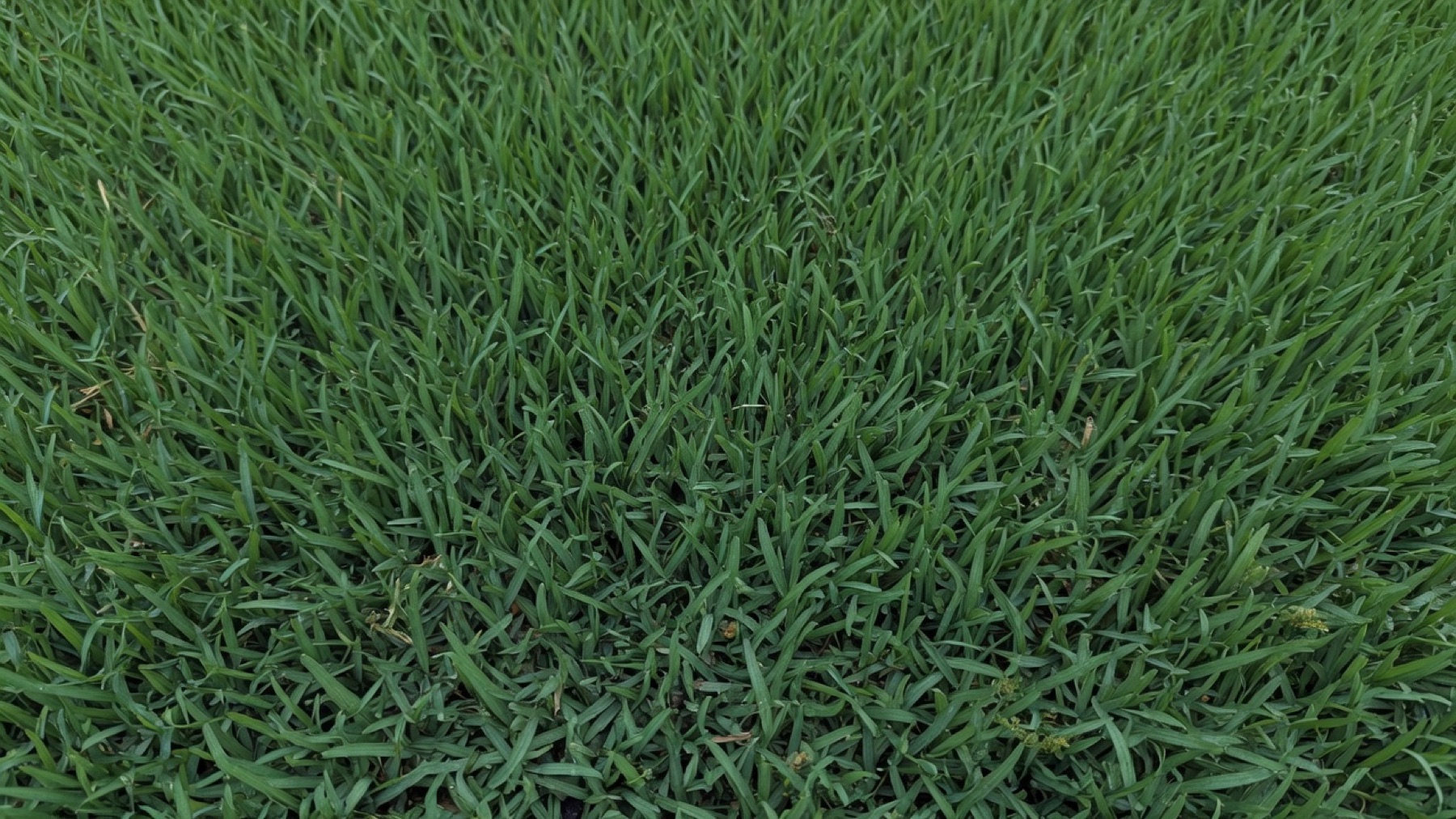 Typical look of Zoysia sod used in Houston